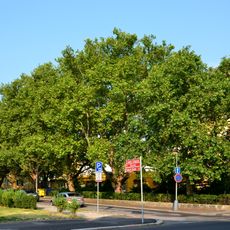 Platany u SPŠ v Chomutově