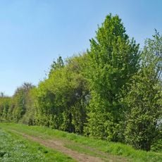 Feldhecke im Gewann Gschraiweg
