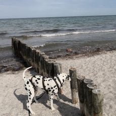 Hundestrand