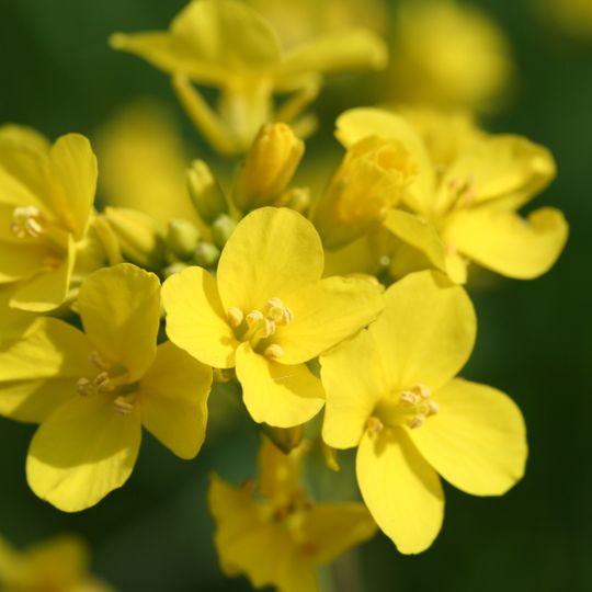 Giardino etnobotanico della Gardie