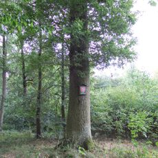 Dub u Třech mostů (III.)