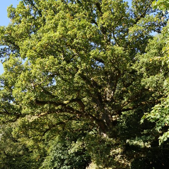 Dicke Eiche