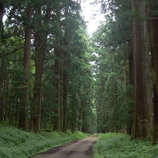Cedar Avenue of Nikkō