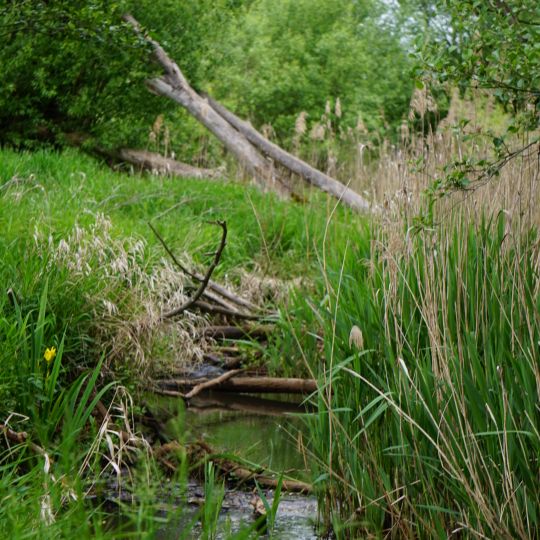 Schwarzwasser bei Lipsa