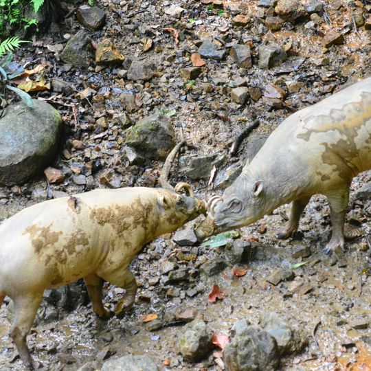 Parco nazionale di Bogani Nani Wartabone