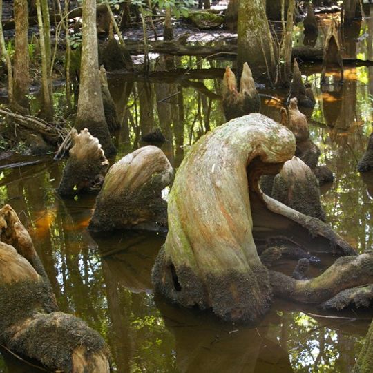 Francis Beidler Forest