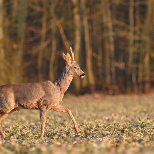 Réserve naturelle domaniale des Hautes-Fagnes