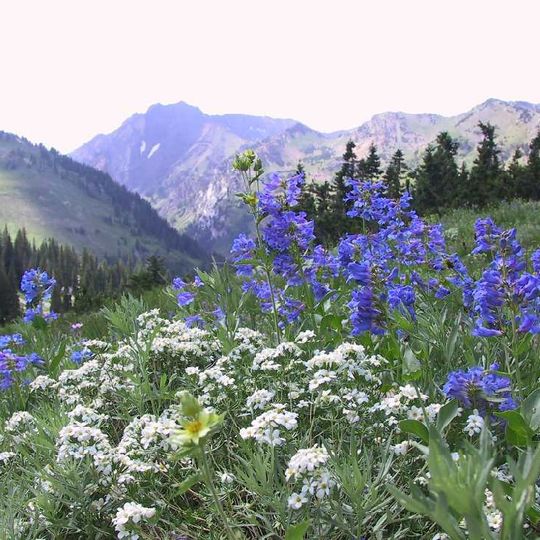 Albion Basin
