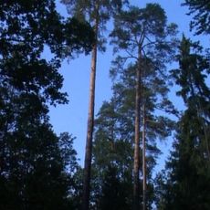 Nature reserve Sosny Taborskie