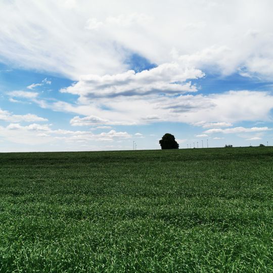 1 Linde Krensheimer Weg