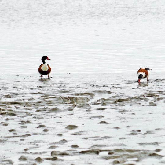 Grüne Insel mit Eiderwatt