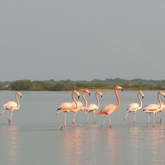 Flamingos Fauna and Flora Sanctuary