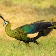 Parc national d'Alas Purwo