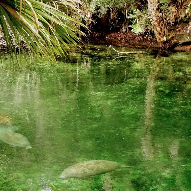 Parc d'État de Blue Spring