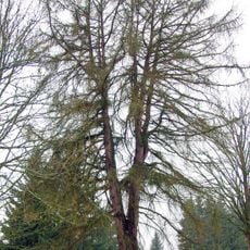Modřín v Horní Oboře