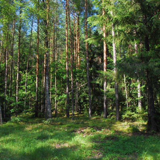 Augustów Primeval Forest