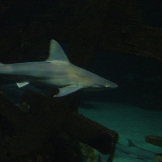 Shark Reef at Mandalay Bay