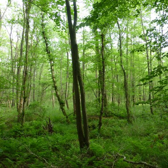 Bruchwald bei Ehrenburg