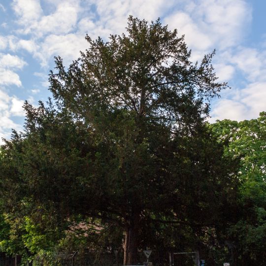 Gemeine Eibe Wrangelstraße 137