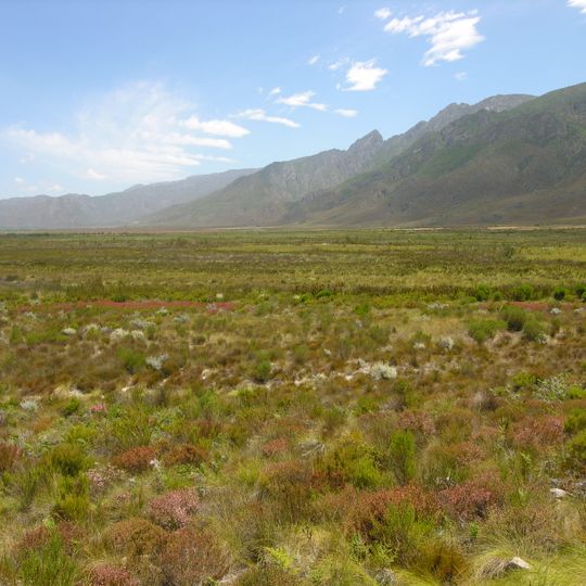 Fynbos