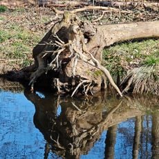 Schlosspark Buckow