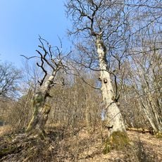 Huteeichen Nienze-Driesch