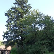 Douglaska v Zálesí