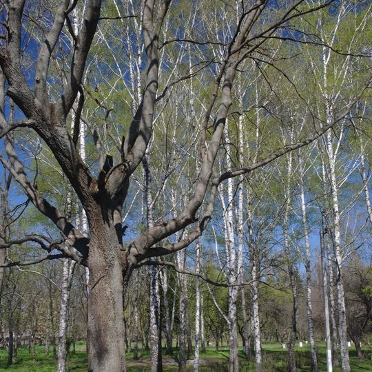 Zolotonosha Arboretum