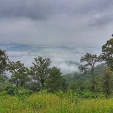 Saranda forest