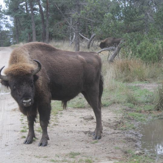 Parc bisons d’europe