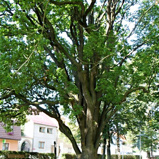 Dub v parku Otmara Vaňorného