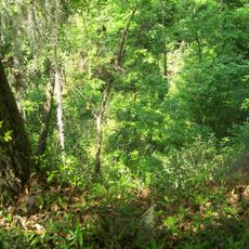 Mike Roess Gold Head Branch State Park