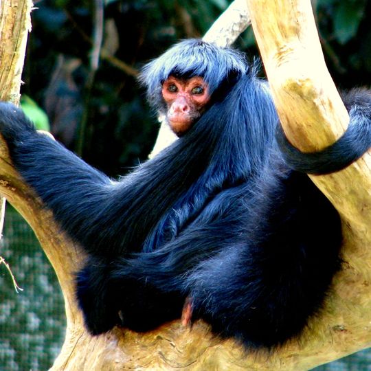 Reserva de la biosfera y tierra comunitaria de origen Pilón Lajas