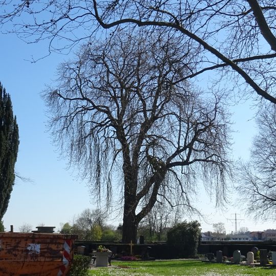 Rosskastanie im Schwanheimer Friedhof
