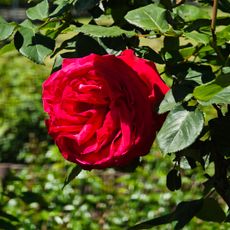 Ulsan Rose Festival
