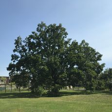 Naturdenkmal Stieleiche (Quercus robur) ca. 15 m südlich der Kirche in Neupetershain-Nord