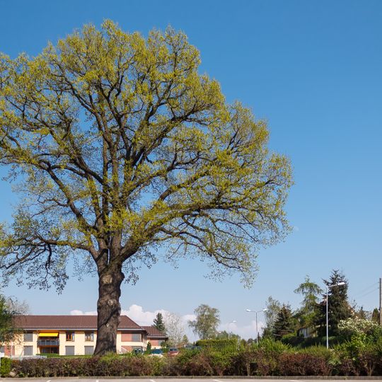 Quercus robur in Schildau