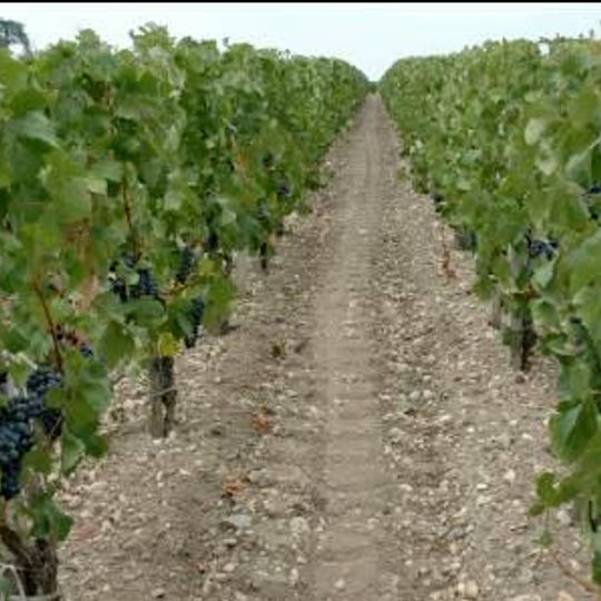 Château Chambert-Marbuzet