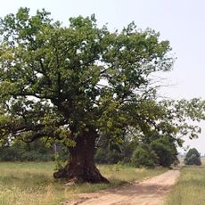 Dąb Dunin