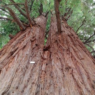Sequoia sempreverde
