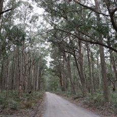 Mares Forest National Park