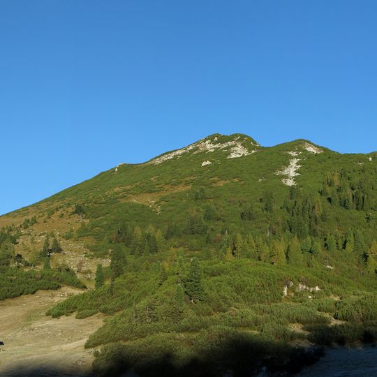 Großer Weitschartenkopf