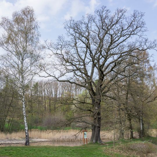 Dub u Měňanského mlýna