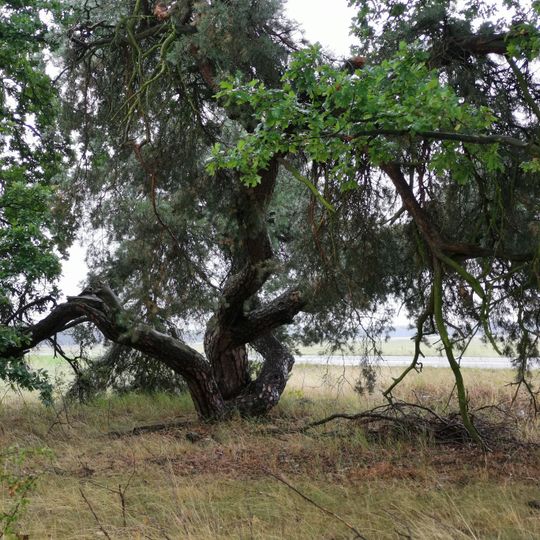 Naturdenkmal ''Gemeine Kiefer'' L 52, Richtung Rehnsdorf in Bühlow