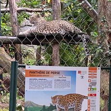 Persian leopard
