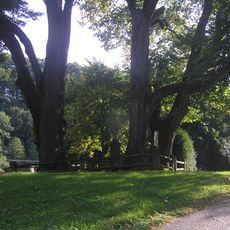 4 ks Lípa malolistá