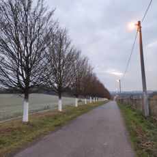 Maple tree line Hošťálkovice