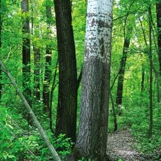Plot of poplar plantations