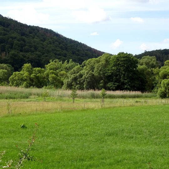 Schilffläche mit angrenzenden Feuchtwiesen bei Kleinern