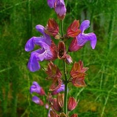 Giardino Botanico della Majella
